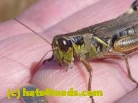 /home//u458753944/public_html/sourcegallery//////////Insects and small critters/grasshoppers and crickets (Orthoptera)/P1050986.JPG